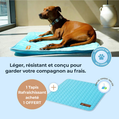 TAPIS RAFRAICHISSANT POUR CHIEN CALYNE 2.0 (1+1 GRATUIT)