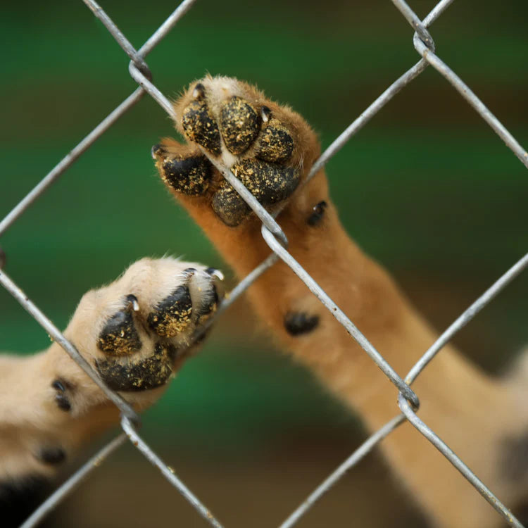 VENEZ EN AIDE AUX CHIENS ABANDONNÉS